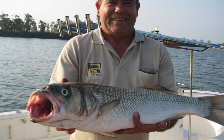 Spanien Ebro Delta Fisch 0012